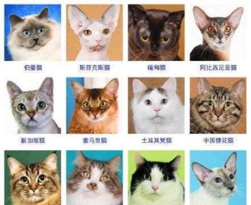 宠物猫怎么去分品种