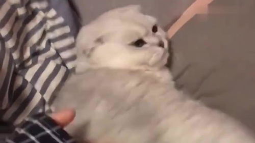 怎么赶宠物猫