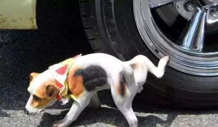 宠物狗的尿黄怎么回事