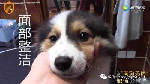 宠物狗测细小怎么测的出来