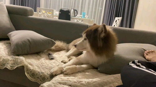 宠物狗沉迷电视机怎么办