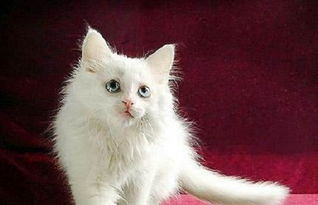 宠物猫幼猫狮子猫怎么养
