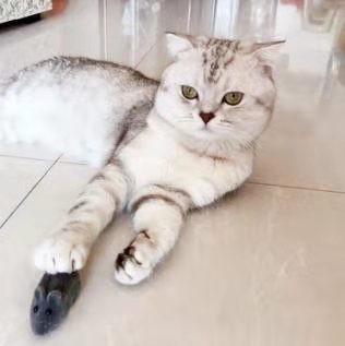 宠物猫的打虫药怎么吃