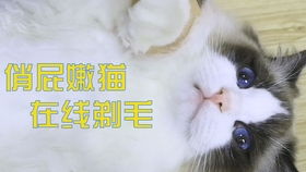 怎么修剪宠物猫布偶猫毛