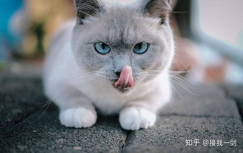 宠物猫怎么舔