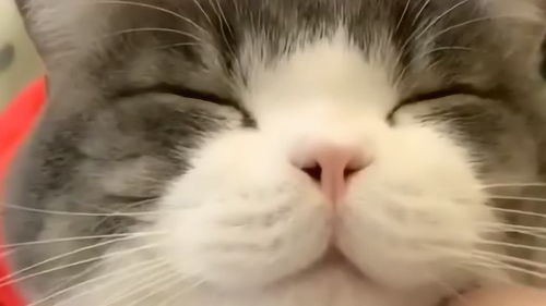 怎么跟宠物猫按摩脚底