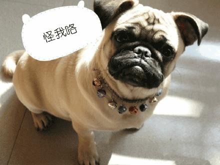 被坑的宠物狗怎么办啊