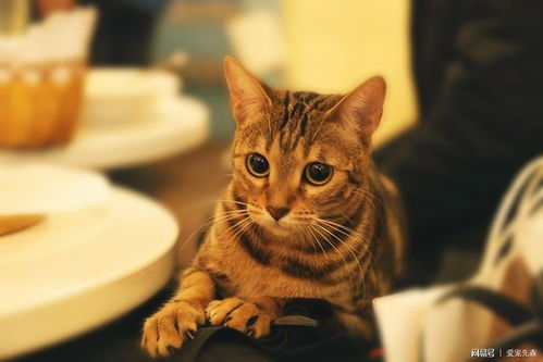 宠物猫怎么救
