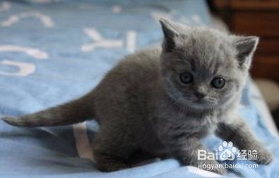 怎么让宠物猫适应