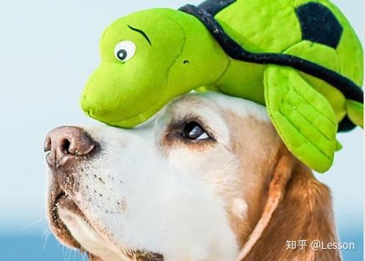 未见过的宠物狗怎么办呢