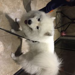 宠物狗贼粘人怎么办