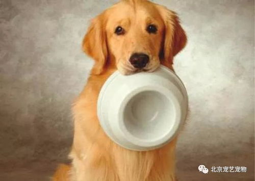 宠物狗不喂狗粮怎么样处理