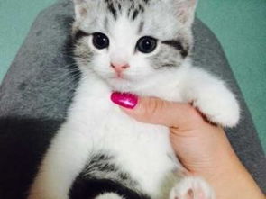 明教宠物猫怎么查看