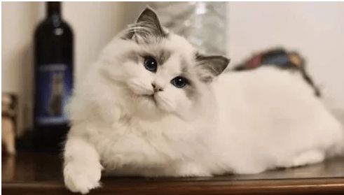 宠物猫怎么制作猫粮好吃