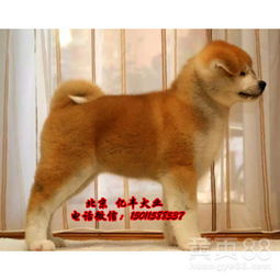 秋田犬多少钱一只幼崽