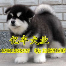 阿拉斯加犬巨型多少钱
