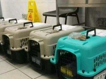 动车怎么托运宠物猫
