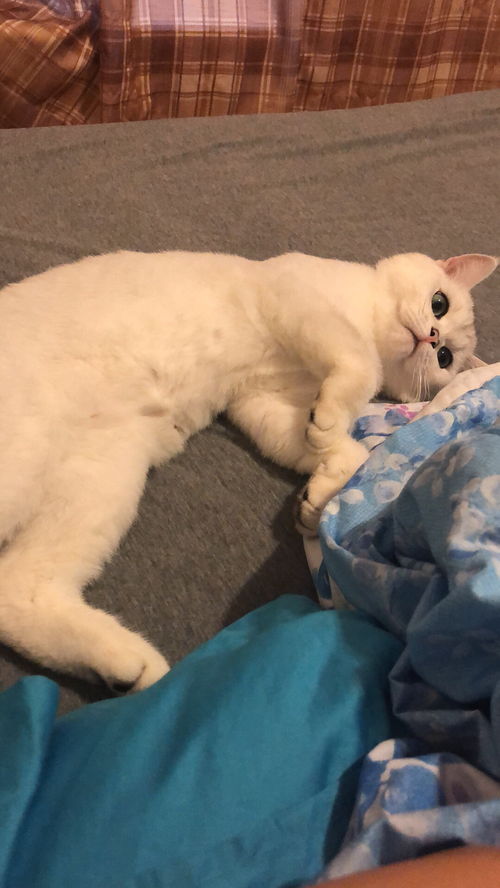 寄养宠物猫怎么收费