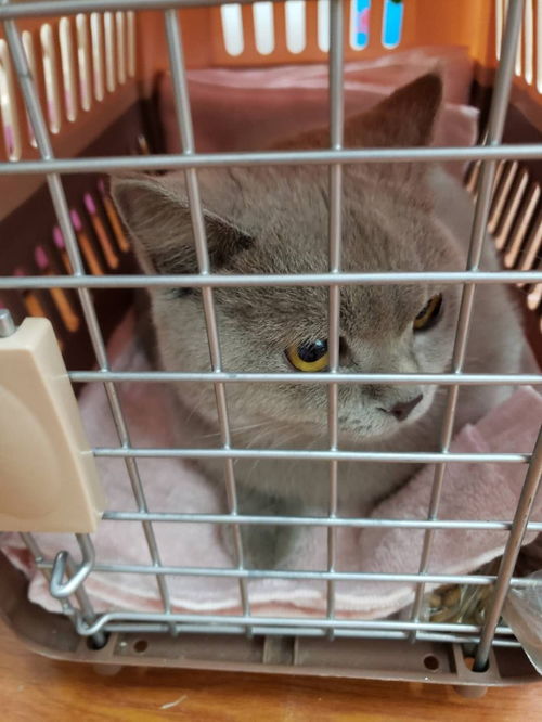 上火车怎么托运宠物猫