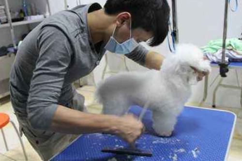 宠物狗美容工作怎么样啊
