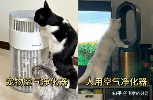 家里怎么净化空气宠物猫