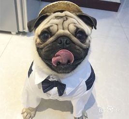 日常聊天宠物狗怎么说的