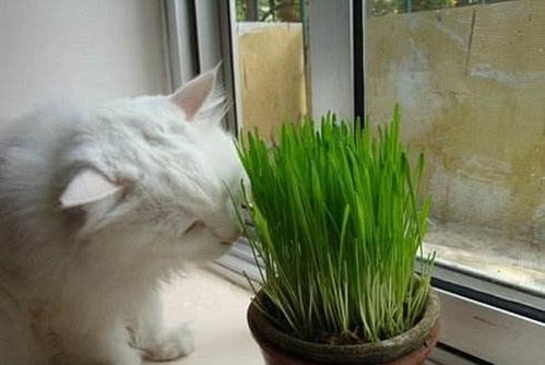 活物宠物猫怎么买