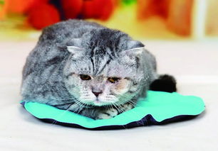 宠物猫垫怎么选