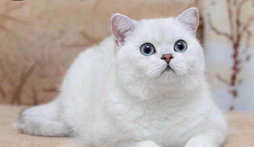 宠物猫咬人怎么处理