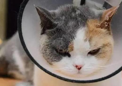 绝育后怎么照顾宠物猫
