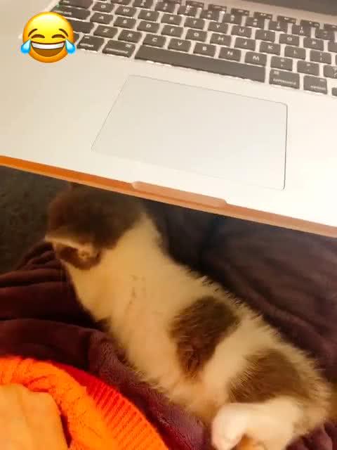 宠物猫怎么笑