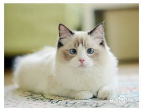怎么换宠物猫
