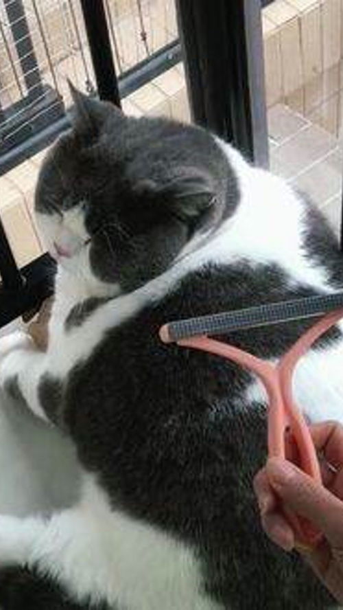 宠物猫清毛器怎么用的啊