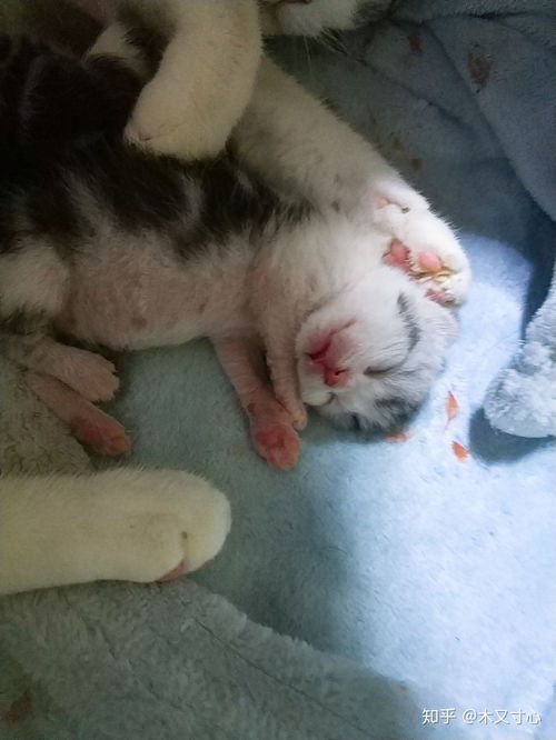 宠物猫生育怎么接生