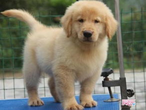金毛幼犬的体温是多少