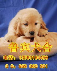 纯种金毛狗多少钱