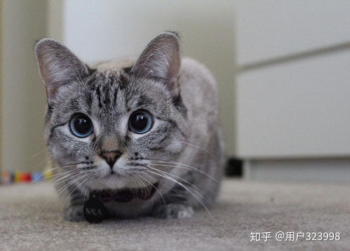 宠物猫养不熟怎么回事儿