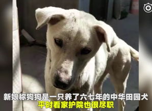 不准带回家的宠物狗怎么办
