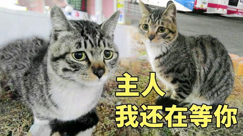 宠物猫没了怎么找主人