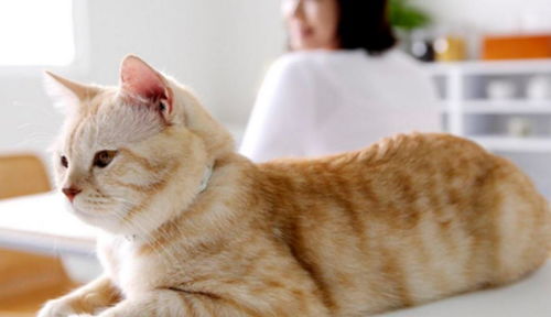 大猫猫怎么换宠物狗的粮