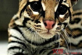 怎么购买优质宠物猫呢