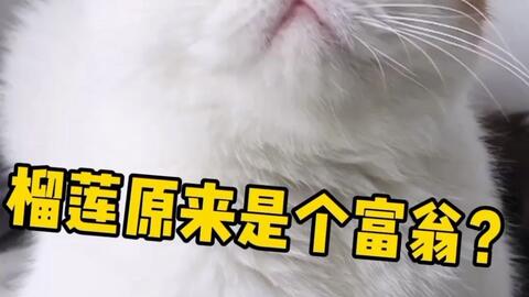 富人怎么养宠物猫