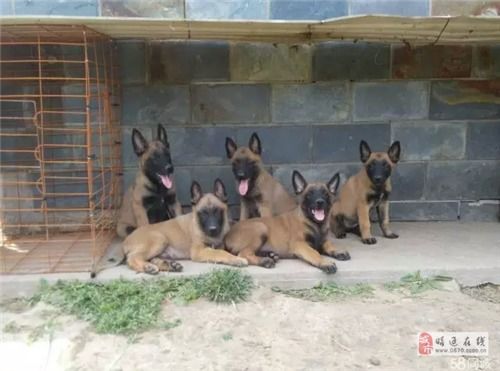 马犬纯种多少钱一只