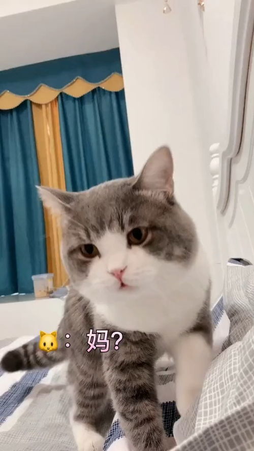 宠物猫刚来不粘人怎么办