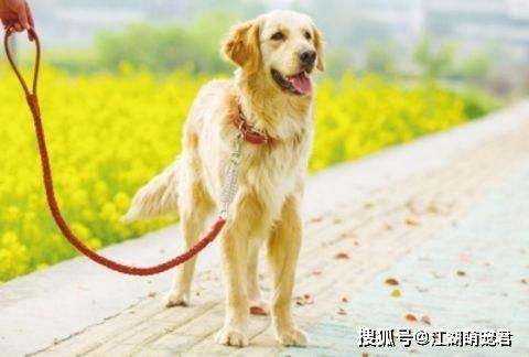 宠物狗怎么戴牵引绳好看