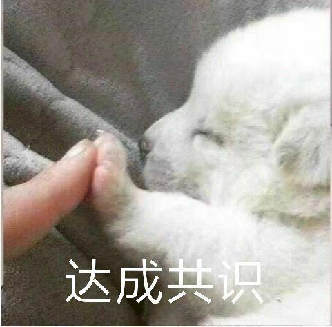 狗狗脱臼治疗多少钱