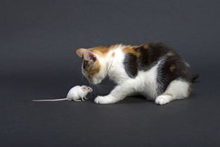 仓鼠怎么和宠物猫玩耍