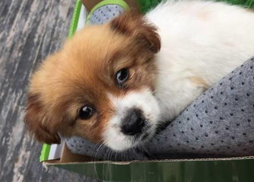 小宠物狗养不大怎么办