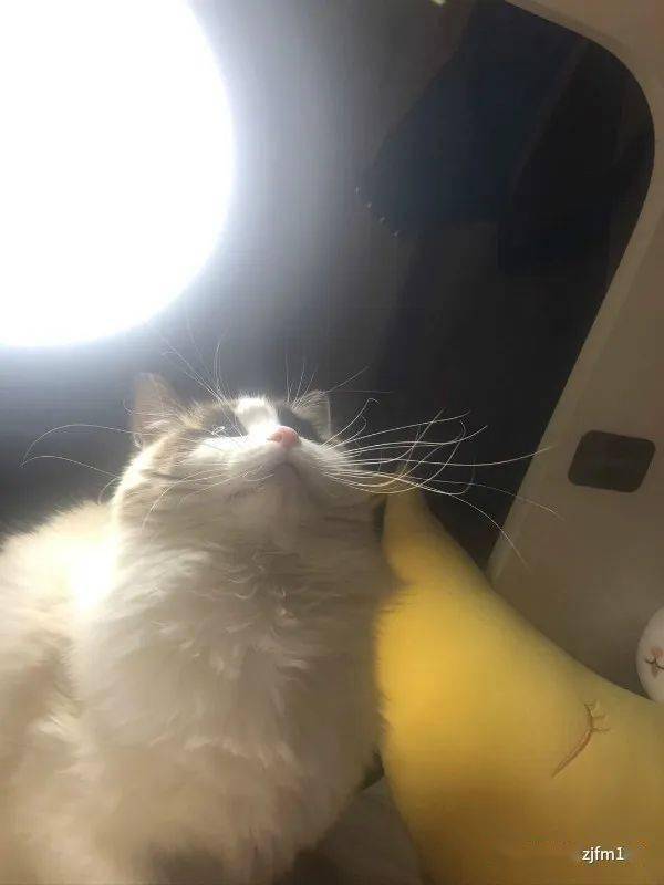 宠物猫配种纠纷怎么处理