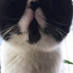 墨尔本怎么养宠物猫的人